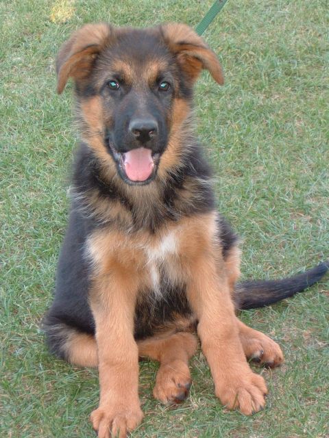12 Wochen alte Schäferhündin mit Papieren abzugeben - Rassehunde Schaeferhund - Magdeburg