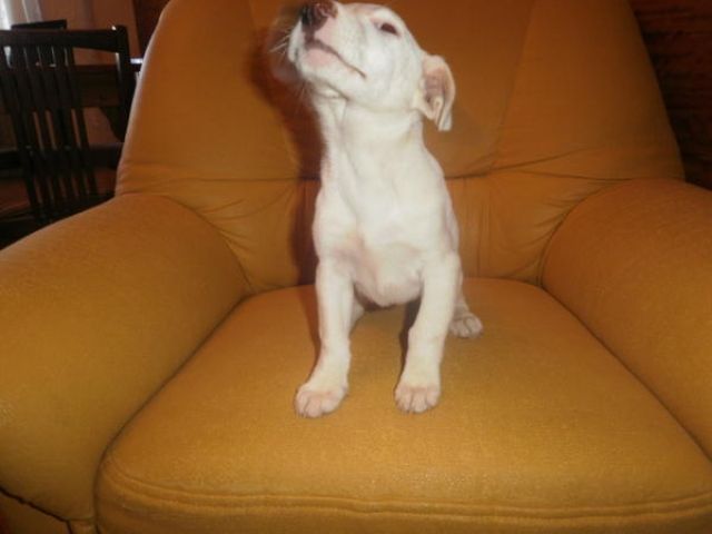 Jack Russel Terrier - Hündin  - Rassehunde Terrier - München