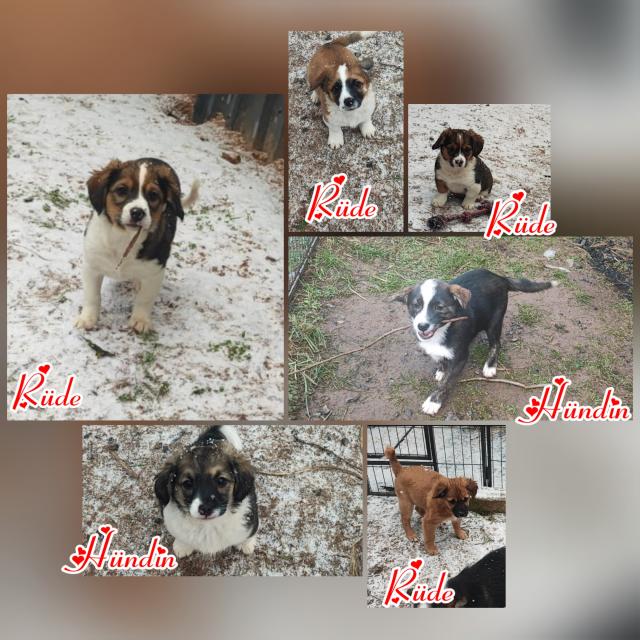 Cavalier King Charles Spaniel-Dackel Welpen abzugeben  - Mischlinge - Vacha