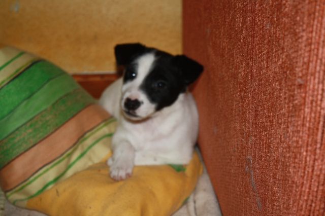 Parson Jack Russel Mixmädchen - Mischlinge - dessau-rosslau