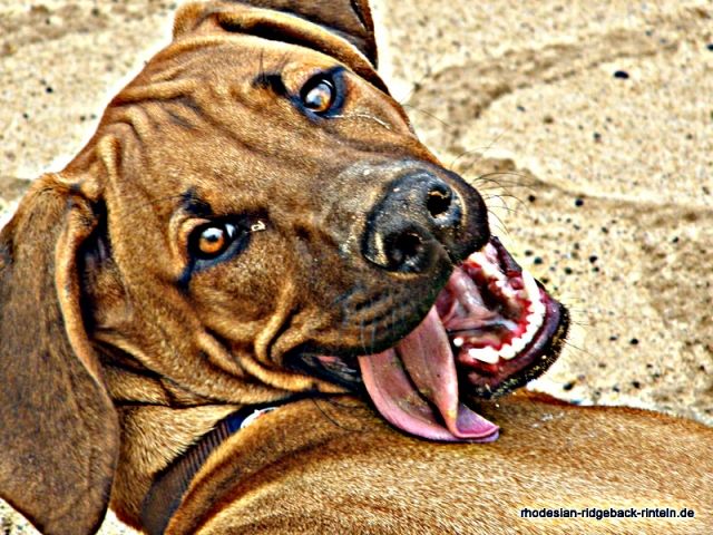 RHODESIAN RIDGEBACK Zucht - Welpen werden erwartet im April 2013 - auch Livernos - Rassehunde Rhodesian Ridgeback - Kalletal 