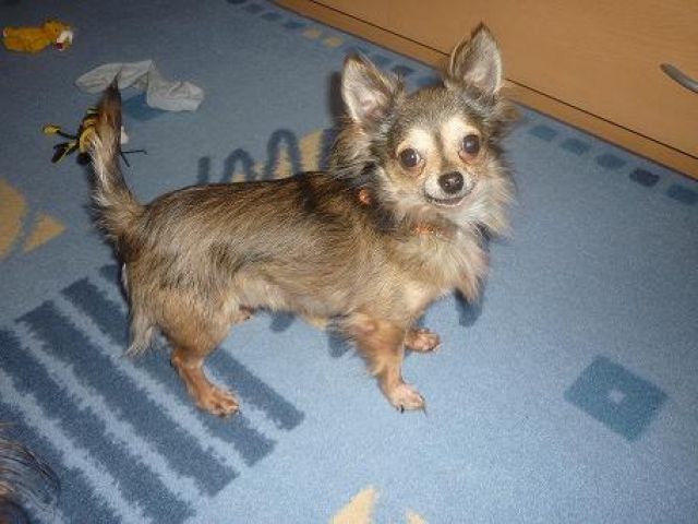 Chihuahua zu verkaufen - Rassehunde Chihuahua - Dortmund