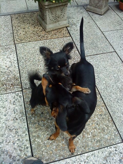 Liebevolle Hundebetreuung für Zwerg- und Minihunde - Hundesitter - Hallein bei Salzburg