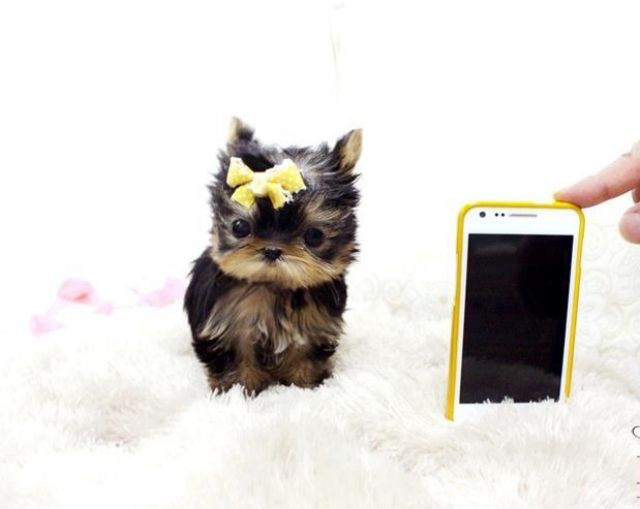   Biewer, Golddust u. Yorkshire Terrier welpen - Rassehunde Terrier - Siegburg 