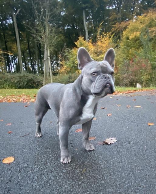 Deckrüde französische Bulldogge  - Deckanzeigen - Dortmund 