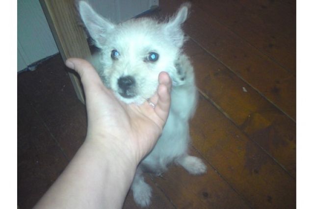 Suche zweithund - Mischlinge - berlin