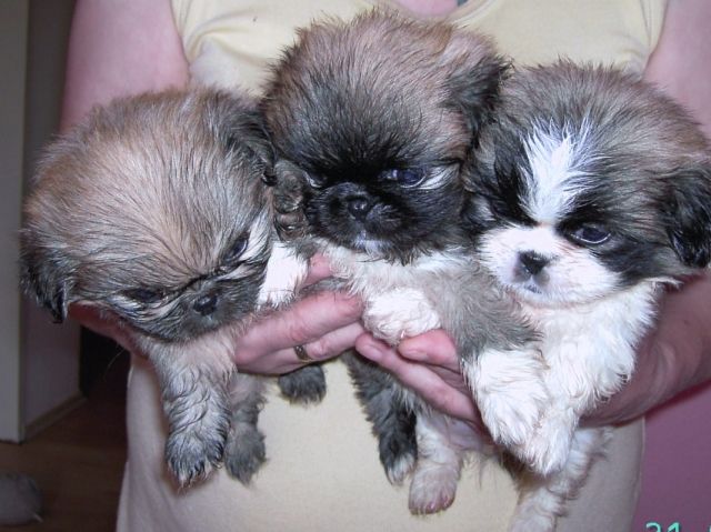 Pekinesenwelpen - Rassehunde Pekinese - Dorsten