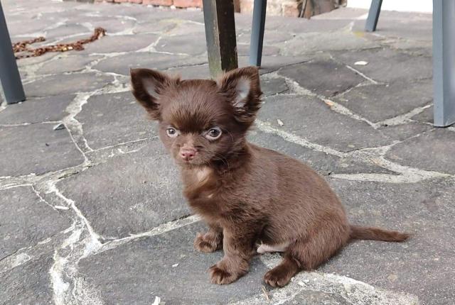 Chihuahua  - Rassehunde Chihuahua - Welver