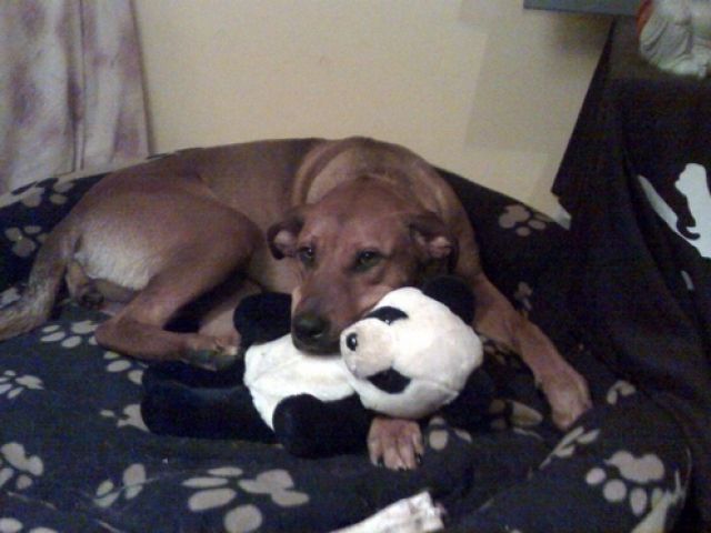 Süße Mischlingshündin - Mischlinge - Duderstadt