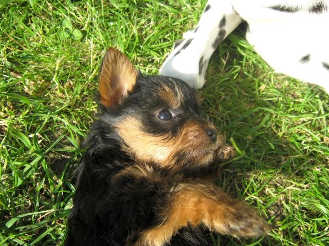 Kleine ZUCKERSCHNUTEN* Yorkshire-Terrier Kinder ab 16.07.2010 - Rassehunde Terrier - hoya