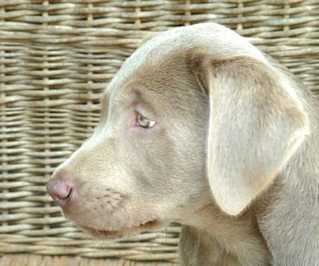 Rarität! Reinrassige silberne Labradorwelpen mit Papieren abzugeben - Rassehunde Labrador - Gummersbach
