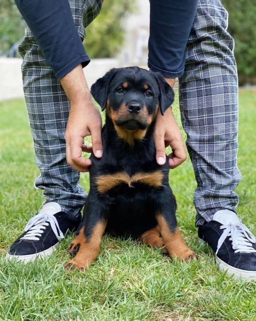Rottweiller-Welpen stehen ab sofort zum Verkauf - Rassehunde Rottweiler - Stegaurach