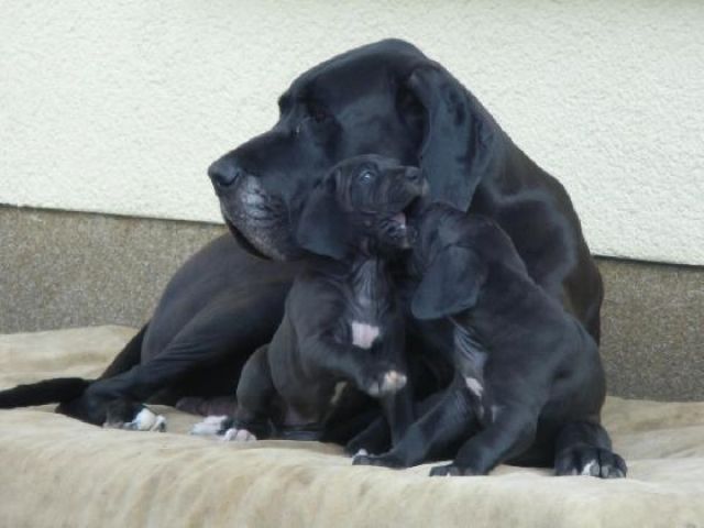 Noch 2 schöne, sehr kräftige, lackschwarze Welpen zu verkaufen ! - Rassehunde Dogge - Lindenberg bei Berlin !