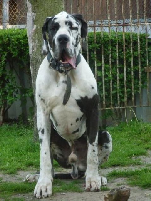 Top - Rüde (4 Jahre alt) zu vermitteln ! - Rassehunde Dogge - Lindenberg bei Berlin 
