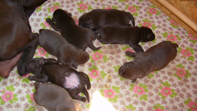 HURRA unsere choco Labrador-Welpen sind da - Rassehunde Labrador - Eiterfeld-Arzell