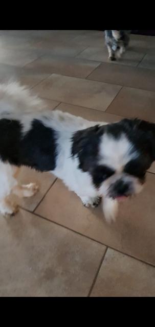 Shih-tzu Deckrüde - Deckanzeigen - Warburg