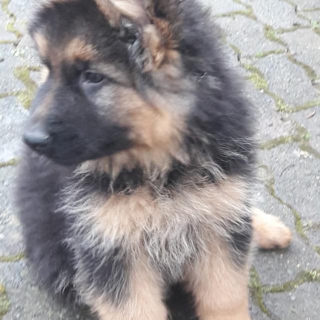 Altdeutsche Schäferhündin/Langstockhaar - Rassehunde Schaeferhund - Birkenbeul