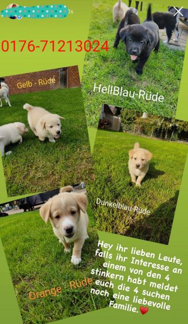 Akita-Husky-Labrador Mix Welpen - Mischlinge - Ötzingen
