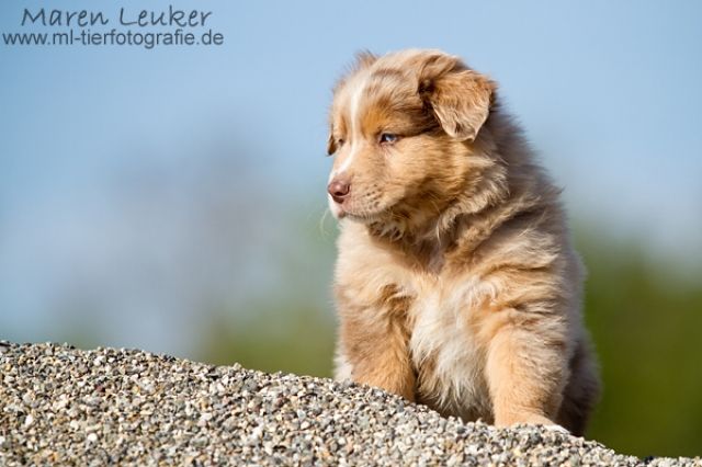Australian Shepherd Welpen - Rassehunde Australian Shepherd - Dillingen an der Donau