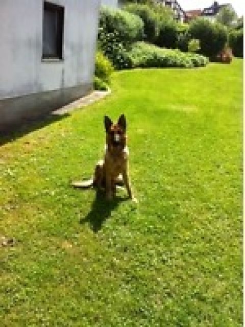 Verschenke ca.3-jährige Schäferhündin - Rassehunde Schaeferhund - Clausthal