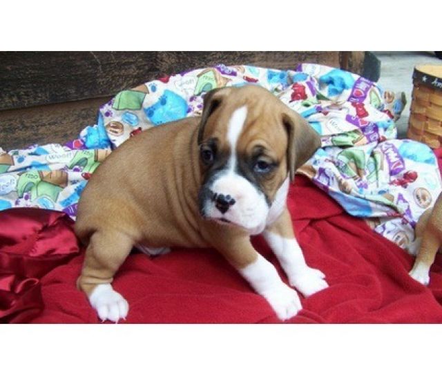 3 sehr süße Boxer Welpe - Rassehunde Boxer - St. Johann in Tirol