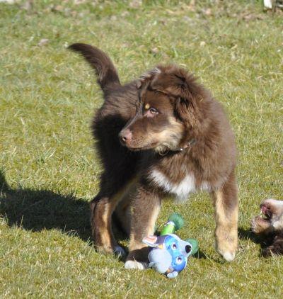 Australian Shepherd Welpe mit ASCA Papieren sucht das perfekte Zuhause - Rassehunde Australian Shepherd - Wanderup