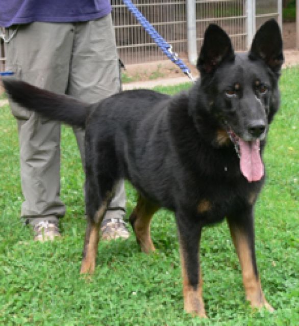 Rolf sucht kinderlose Menschen- freundlich geht gerne spazieren- PLZ 67661 - Rassehunde Schaeferhund - Kaierslautern