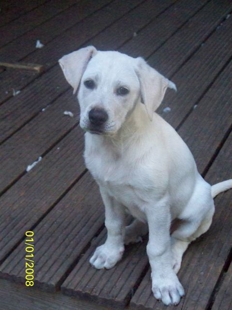 6 Welpen suchen DRINGEND ein liebes Herrchen!!! - Mischlinge - Schiersee