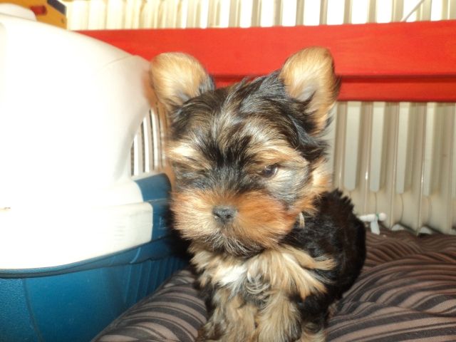 Super schöne Yorkshire terrier - Rassehunde Terrier - Neckarwestheim
