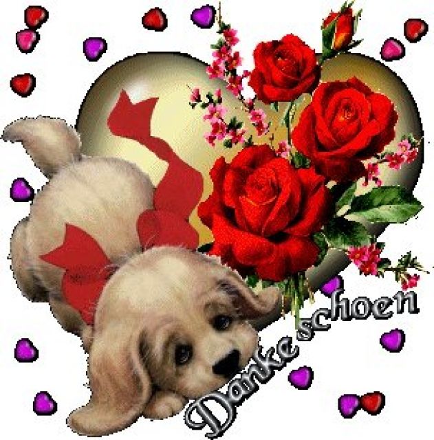 Shih Tzu Malteser Yorkshire Westie Aussie - Großes Herz für kleinen Hund - Rassehunde Malteser - Berlin