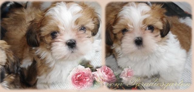 Xora - super nette Shih Tzu Hündin mit Papieren - Rassehunde Shih Tzu - frankfurt