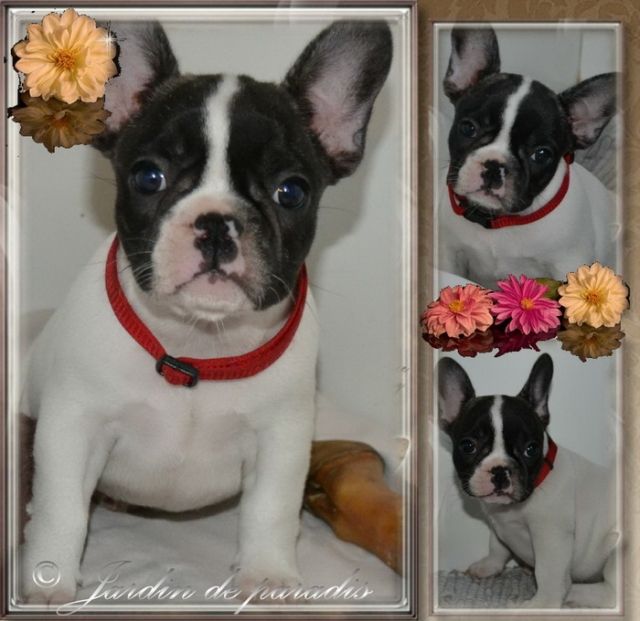 Französische Bulldoggen Mädchen in black-pied mit Papieren - Rassehunde Franzoesische Bulldogge - frankfurt