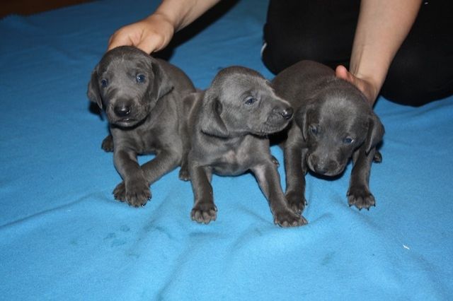 Weimaranerwelpen aus Familienzucht - Rassehunde Weimaraner - Frechen