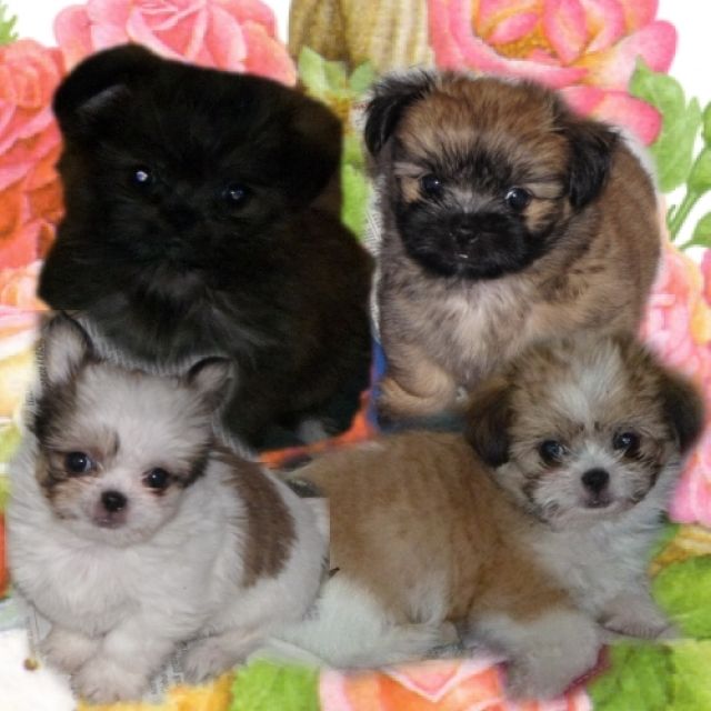 Mini chihuahuamixe - Mischlinge - mücke