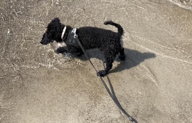 Kleinpudel Deckrüde in schwarz  - Rassehunde Pudel - Harthausen 