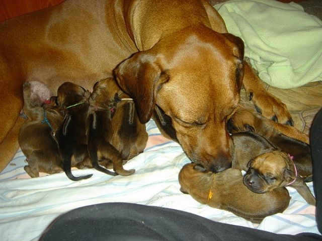 Wunderschöne, gesunde Rhodesian Ridgeback - Welpen - Rassehunde Rhodesian Ridgeback - Pfreimd, Johannisweg 24