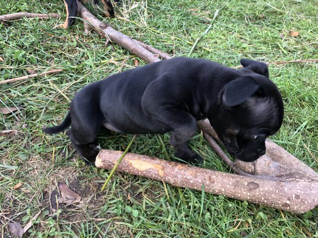 VDH Engl. Staffordshire Bullterrier Welpen - Rassehunde Terrier - Edewecht