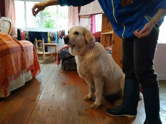 Golden Retriever-Mastin Espanol mischling - Mischlinge - Bochum