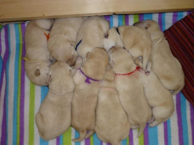 Blonde, reinrassige Labradorwelpen an tierliebe Hände zu verkaufen - Rassehunde Labrador - Simmersfeld