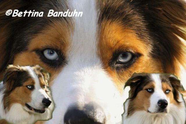 Hundefotografie - Hunde Zubehoer - Rhauderfehn