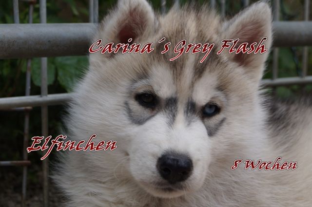 2 verschmuste, wunderhübsche und gesunde FCI/VDH/DCNH Siberian-Husky-Welpen dü - Rassehunde Husky - Penzberg