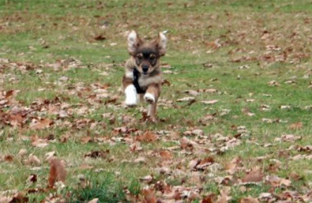 Hundesitter / Dogsitter / Hundebetreuer gesucht (20144 Hamburg Eimsbüttel)  - Hundesitter - Hamburg