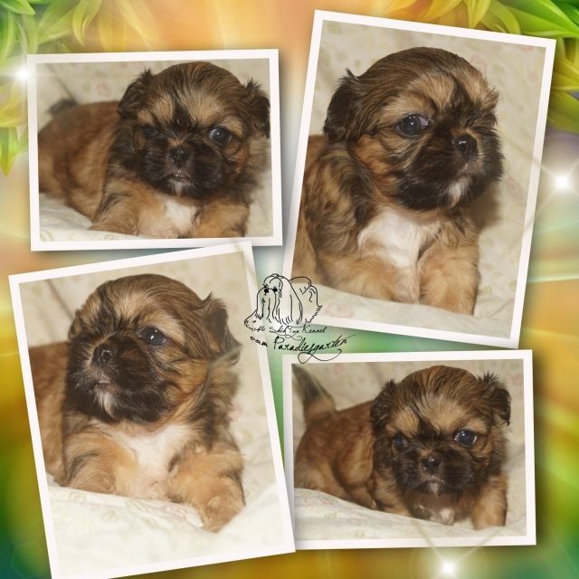 Shih Tzu Welpen mit Ahnentafel - Rassehunde Franzoesische Bulldogge - Frankfurt (Main) - Altstadt