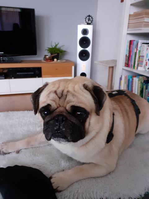 Zwei kleine Hunde suchen neues Zuhause  - Rassehunde Mops - Hausmannstätten