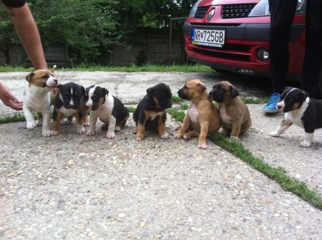  VDH Blueline Staffordshire Bull Terrier Welpen - Rassehunde Pit Bull - 74936 Siegelsbach 