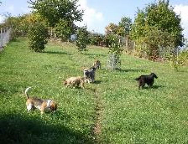 Liebevolle Hundebetreuung mit Familienanschluß - Hundesitter - Neu-Bamberg