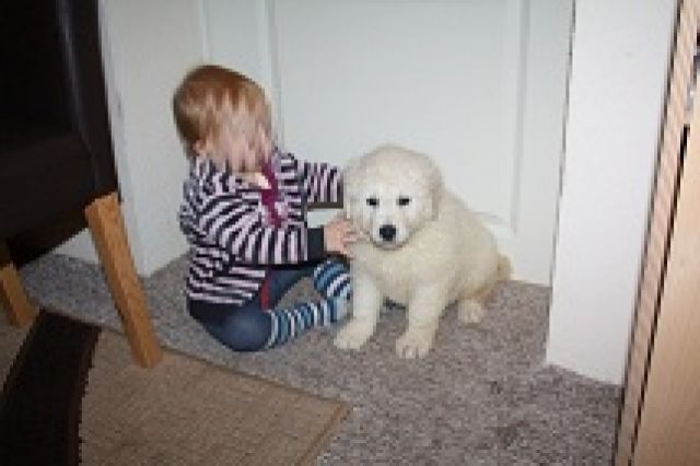 Kuvasz Welpen gesund, geimpft, entwurmt  - Rassehunde Golden Retriever - helbra