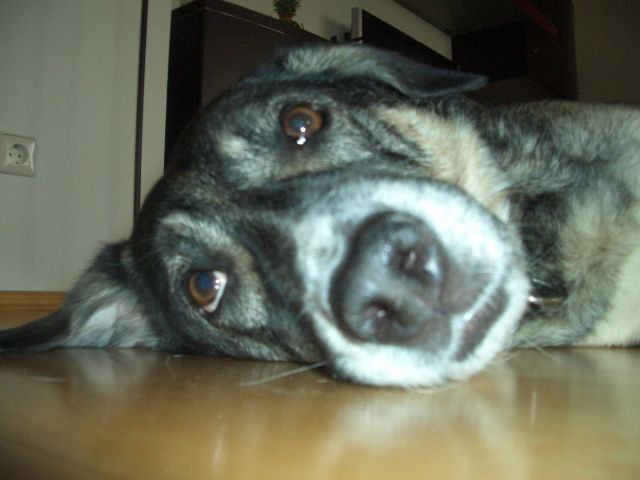 Suche Hundesitter für unsere Mischlingshündin Hexe (Raum Aalen/Grauleshof) - Mischlinge - Aalen