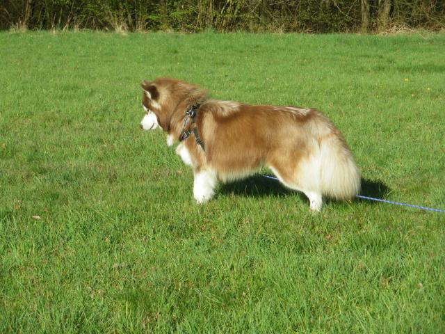 Sibirien husky deckrüde kein Verkauf - Deckanzeigen - Niederfischbach