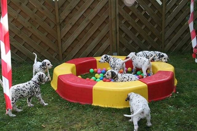 Dalmatiner Welpen aus liebevoller VDH-Zucht - Rassehunde Dalmatiner - Röttenbach